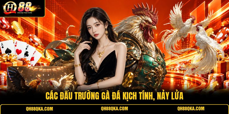 Các đấu trường gà đá kịch tính, nảy lửa