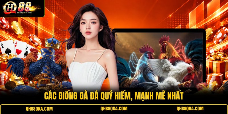 Các giống gà đá quý hiếm, mạnh mẽ nhất