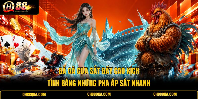 Đá Gà Cựa Sắt Đẩy Cao Kịch Tính Bằng Những Pha Áp Sát Nhanh