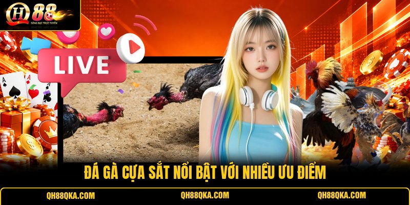 Đá gà cựa sắt nổi bật với nhiều ưu điểm Đá gà cựa sắt nổi bật với nhiều ưu điểm