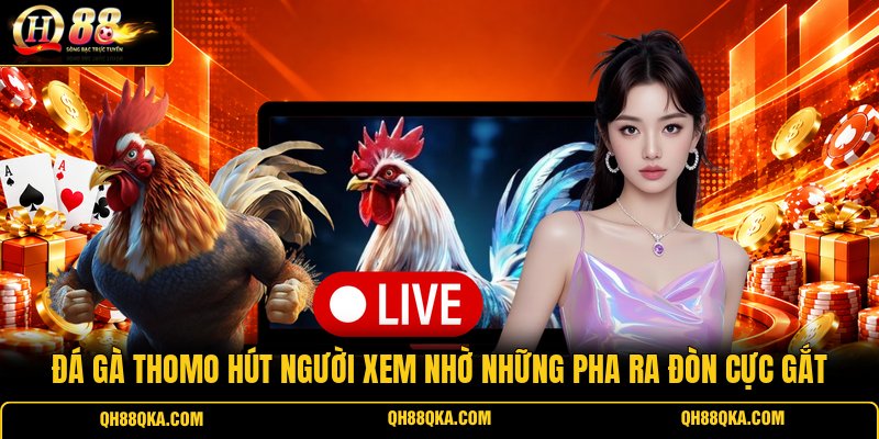 Đá Gà Thomo Hút Người Xem Nhờ Những Pha Ra Đòn Cực Gắt